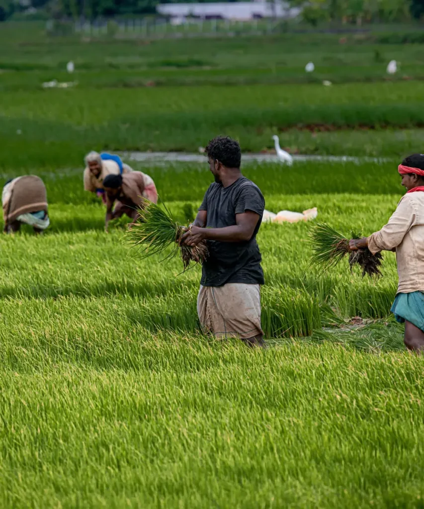 Farmers transplanting rice in a green paddy field: a man and a woman carry bundles of seedlings while others bend to plant behind them, with an egret in the field